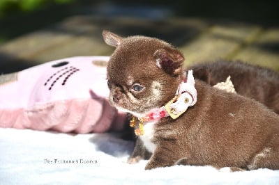 Les chiots de Chihuahua