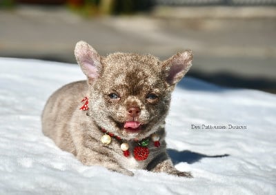 Les chiots de Chihuahua