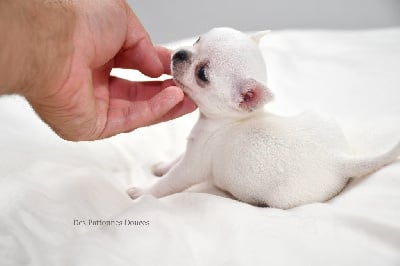 Les chiots de Chihuahua