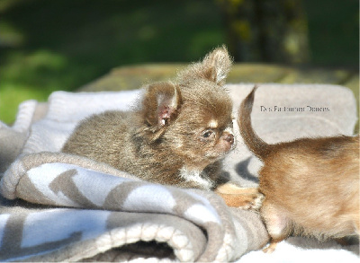 Les chiots de Chihuahua