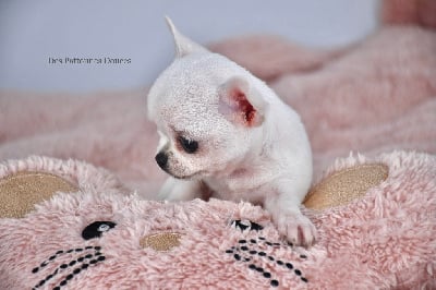 Vasco Polar Bear ( miniature ) - Chihuahua