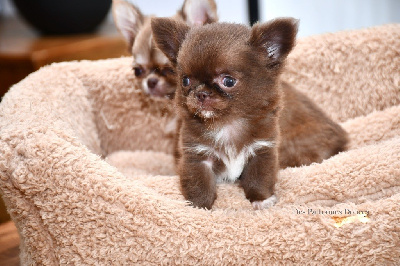 Les chiots de Chihuahua