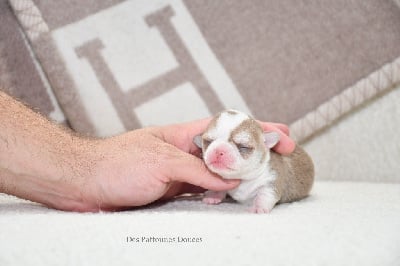 Les chiots de Chihuahua