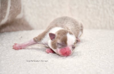 Les chiots de Chihuahua