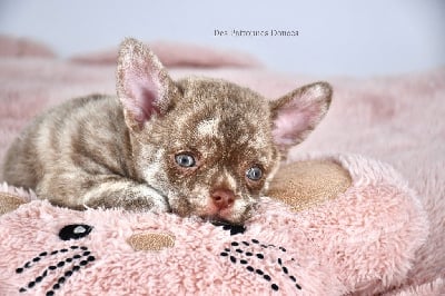 Les chiots de Chihuahua