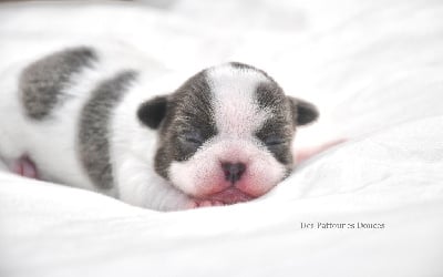 Les chiots de Chihuahua