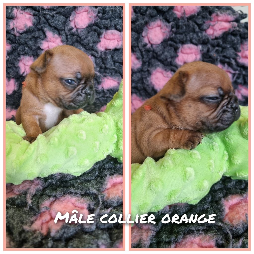 Mâle collier orange - Bouledogue français