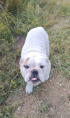 Les chiots de Bulldog Anglais