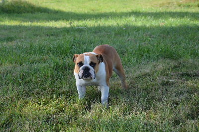 Les chiots de Bulldog Anglais