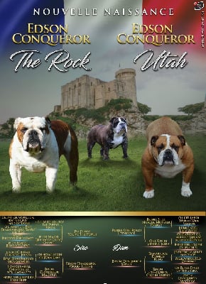 Les chiots de Bulldog Anglais