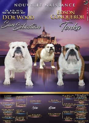 Les chiots de Bulldog Anglais