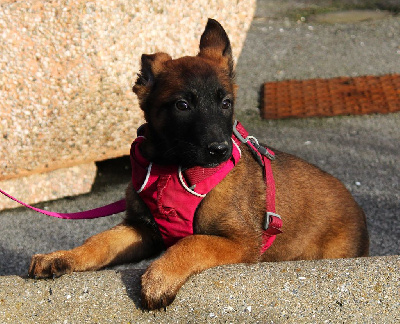 Les chiots de Berger Belge