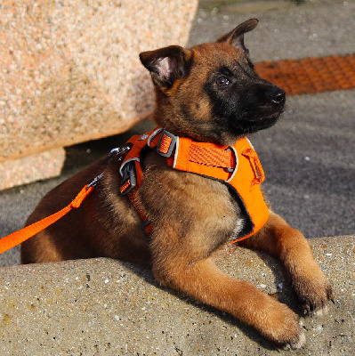 Les chiots de Berger Belge