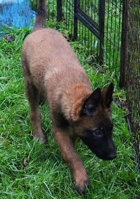 Les chiots de Berger Belge