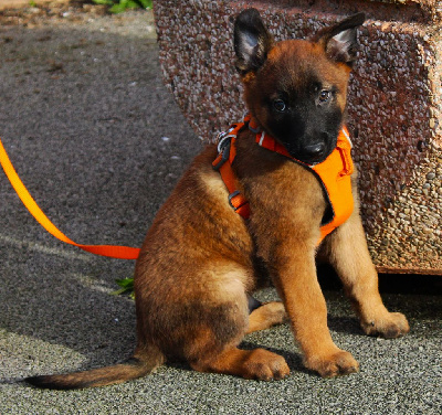 Les chiots de Berger Belge