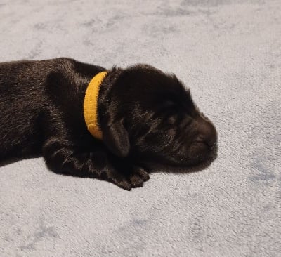 Collier Jaune - Flat Coated Retriever