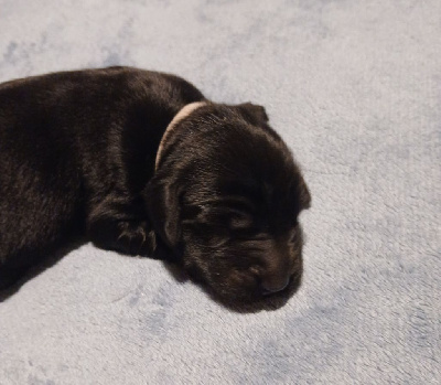 Les chiots de Flat Coated Retriever