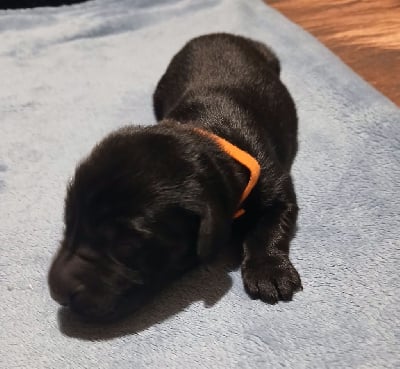 Collier Orange - Flat Coated Retriever