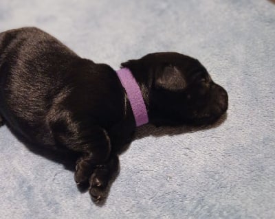 Collier Violet - Flat Coated Retriever