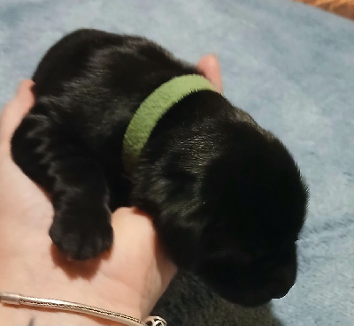 Collier Vert - Flat Coated Retriever