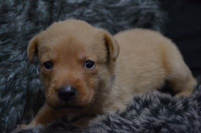 Les chiots de Labrador Retriever