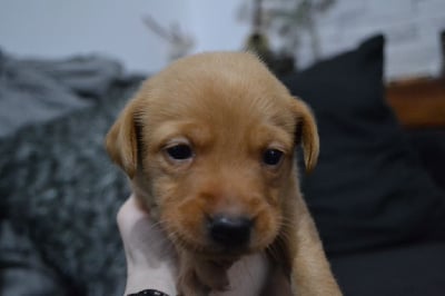 Les chiots de Labrador Retriever