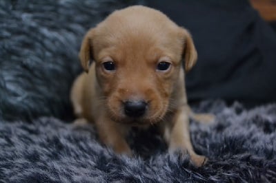 Les chiots de Labrador Retriever