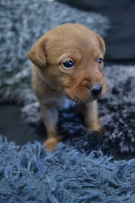 Les chiots de Labrador Retriever