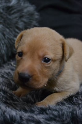 Les chiots de Labrador Retriever