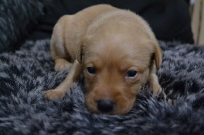 Les chiots de Labrador Retriever