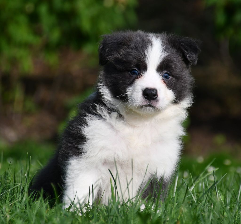 CHIOT 3 - Border Collie