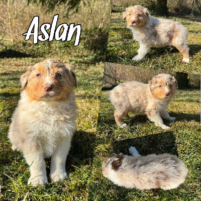 Les chiots de Berger Australien