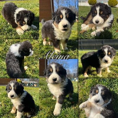 Les chiots de Berger Australien