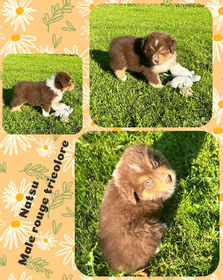 Les chiots de Berger Australien