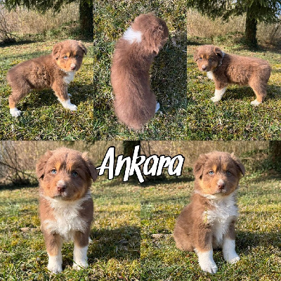 Les chiots de Berger Australien