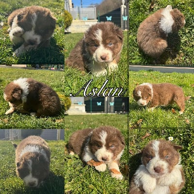 Les chiots de Berger Australien