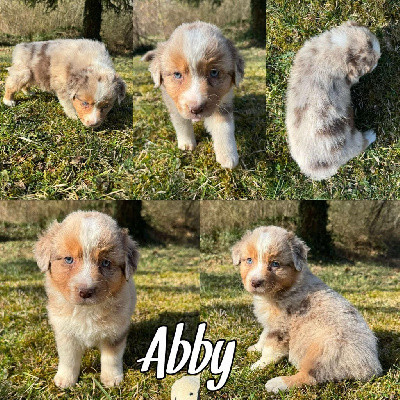 Les chiots de Berger Australien