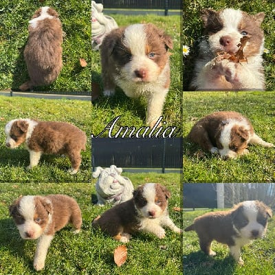 Les chiots de Berger Australien