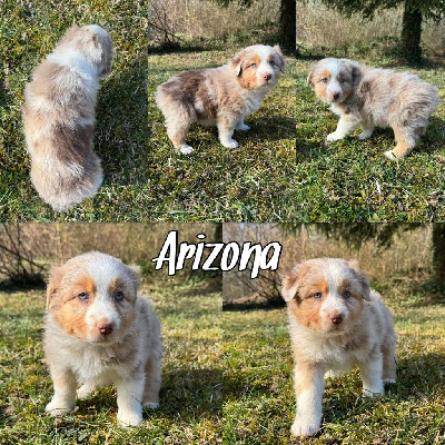 Les chiots de Berger Australien