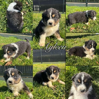 Les chiots de Berger Australien