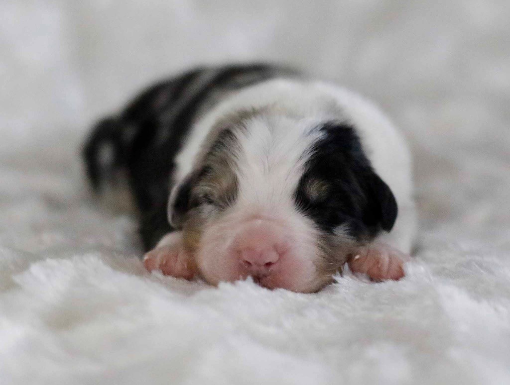 Mâle Bleu Merle 1 - Berger Australien