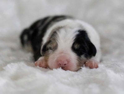 Mâle Bleu Merle 1 - Berger Australien