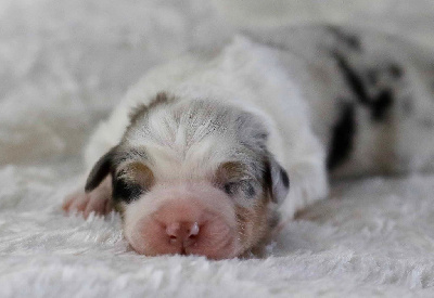 Les chiots de Berger Australien