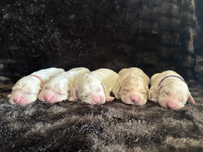 Les chiots de Golden Retriever