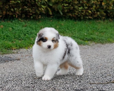 Les chiots de Berger Australien