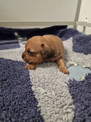 Les chiots de Staffordshire Bull Terrier