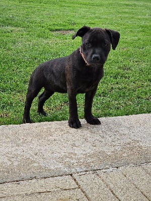 Les chiots de Staffordshire Bull Terrier