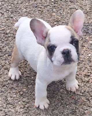 Les chiots de Bouledogue français