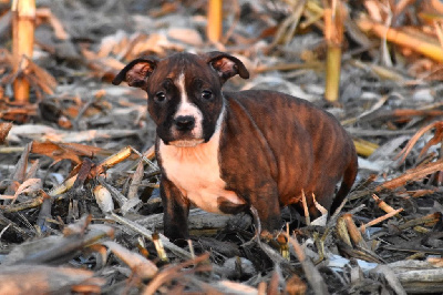 Les chiots de American Staffordshire Terrier