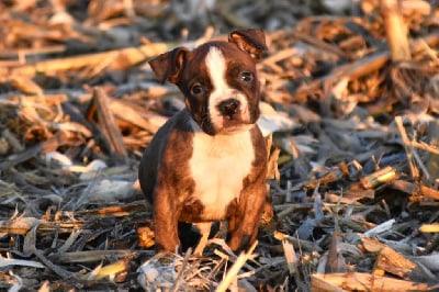 Les chiots de American Staffordshire Terrier